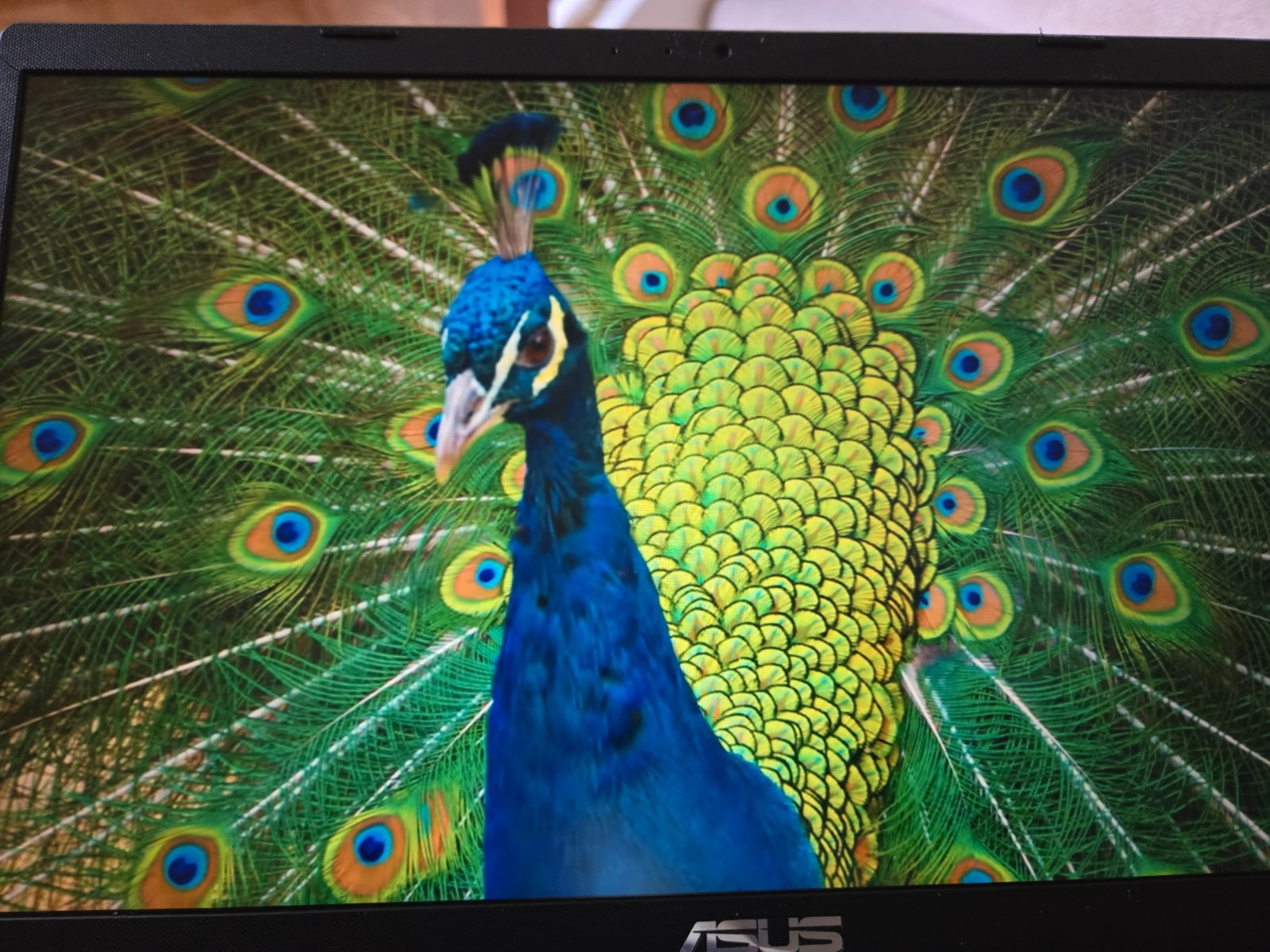 ASUS : M415UA-IS59 AMD Ryzen 5 5500U Mobile Proc 16GB RAM 512GB SSD Win 11 Home