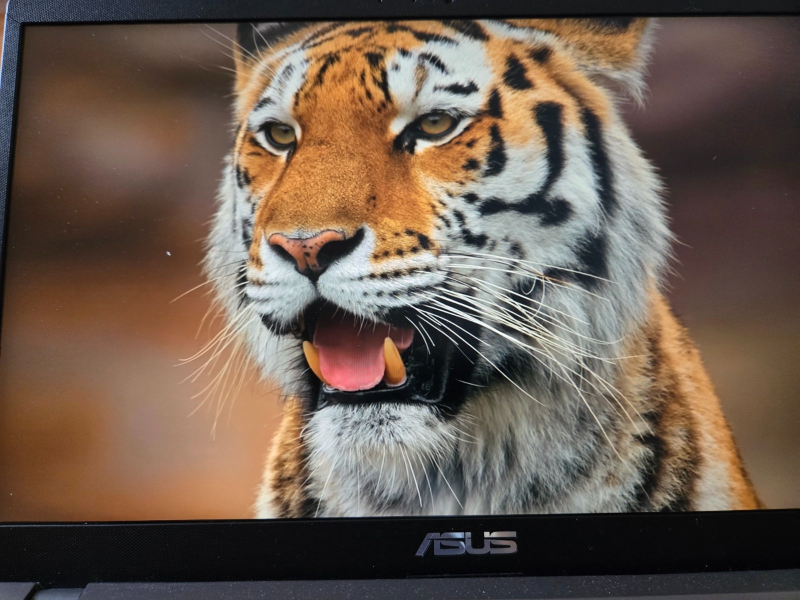 ASUS : M415UA-IS59 AMD Ryzen 5 5500U Mobile Proc 16GB RAM 512GB SSD Win 11 Home