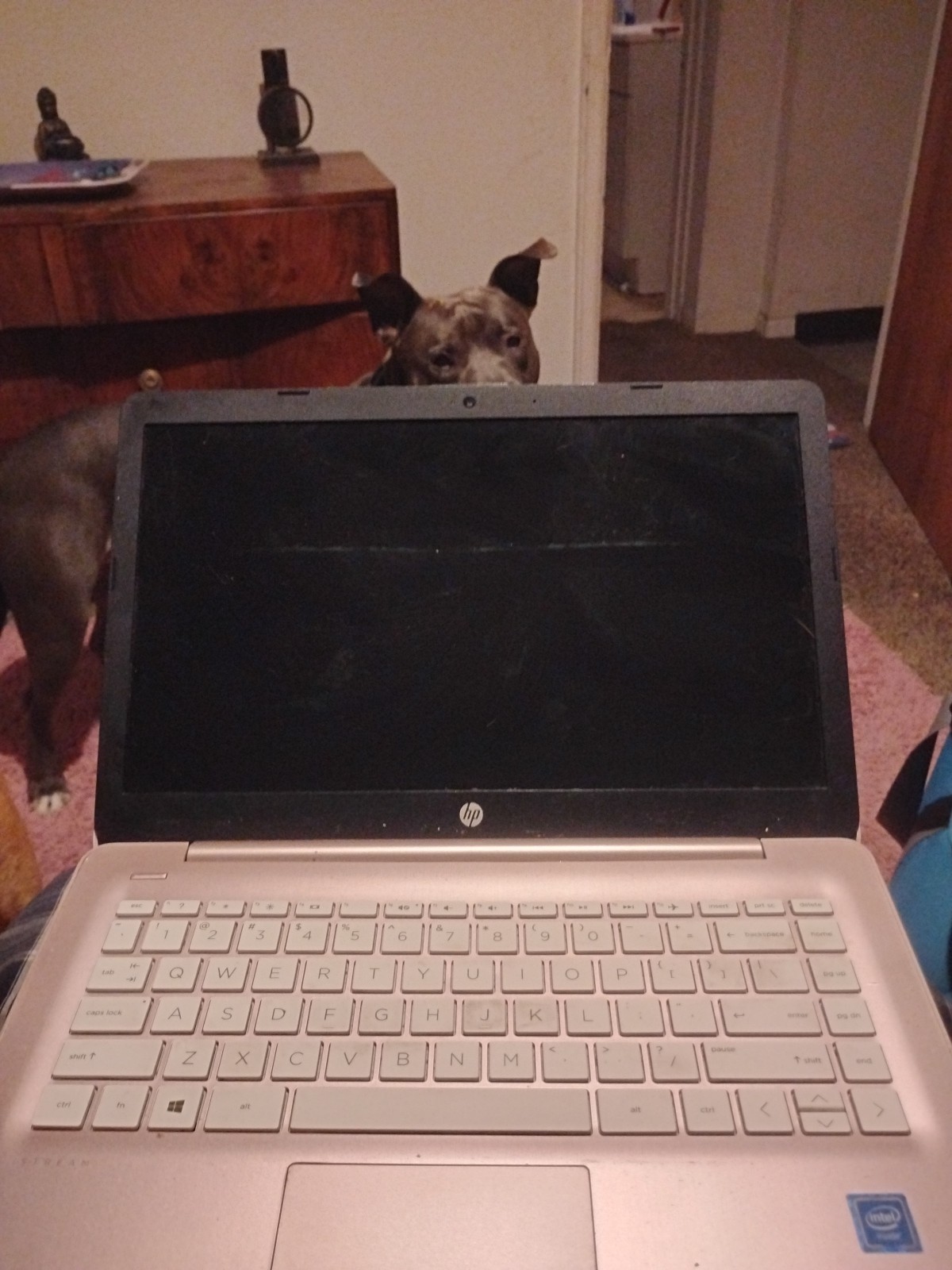 (HP Stream Laptop) / with charger