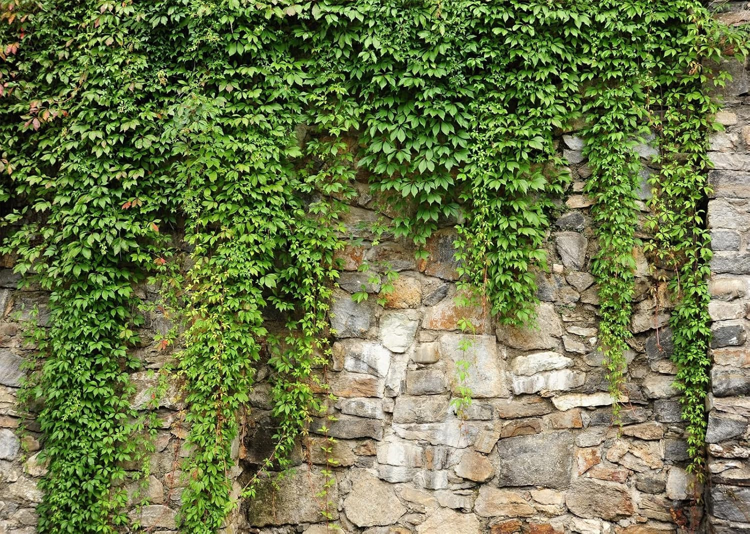 15X10Ft Fabric Green Leaves Wall Backdrop Old Stone Wall with Green Leaves Vine