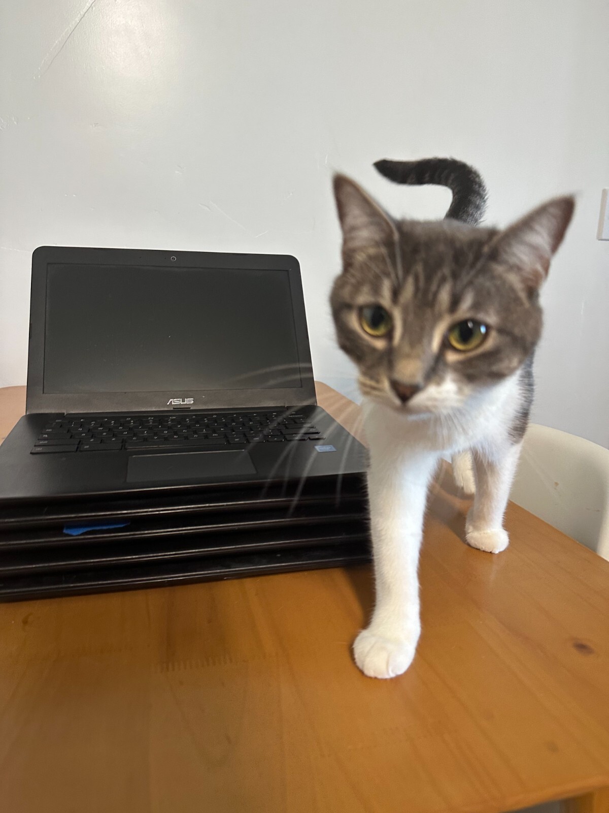 ASUS Chromebook C300M Notebook PC